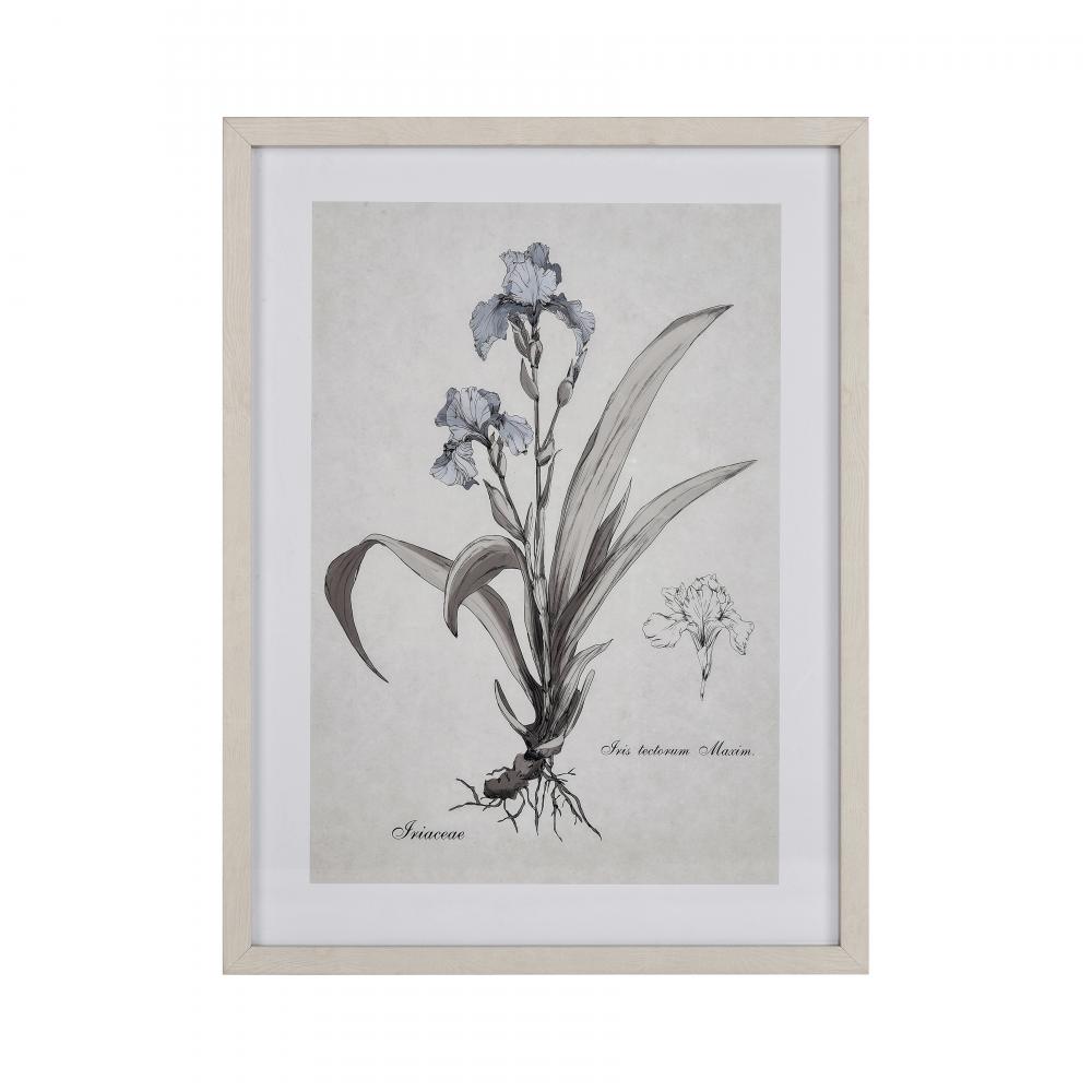 Iris Botanic Framed Wall Art